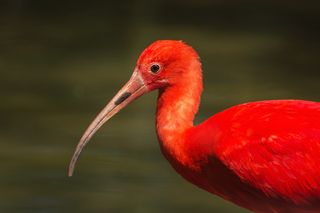 Title: The Unique Charm of Red-Billed Ducks and their Feathers