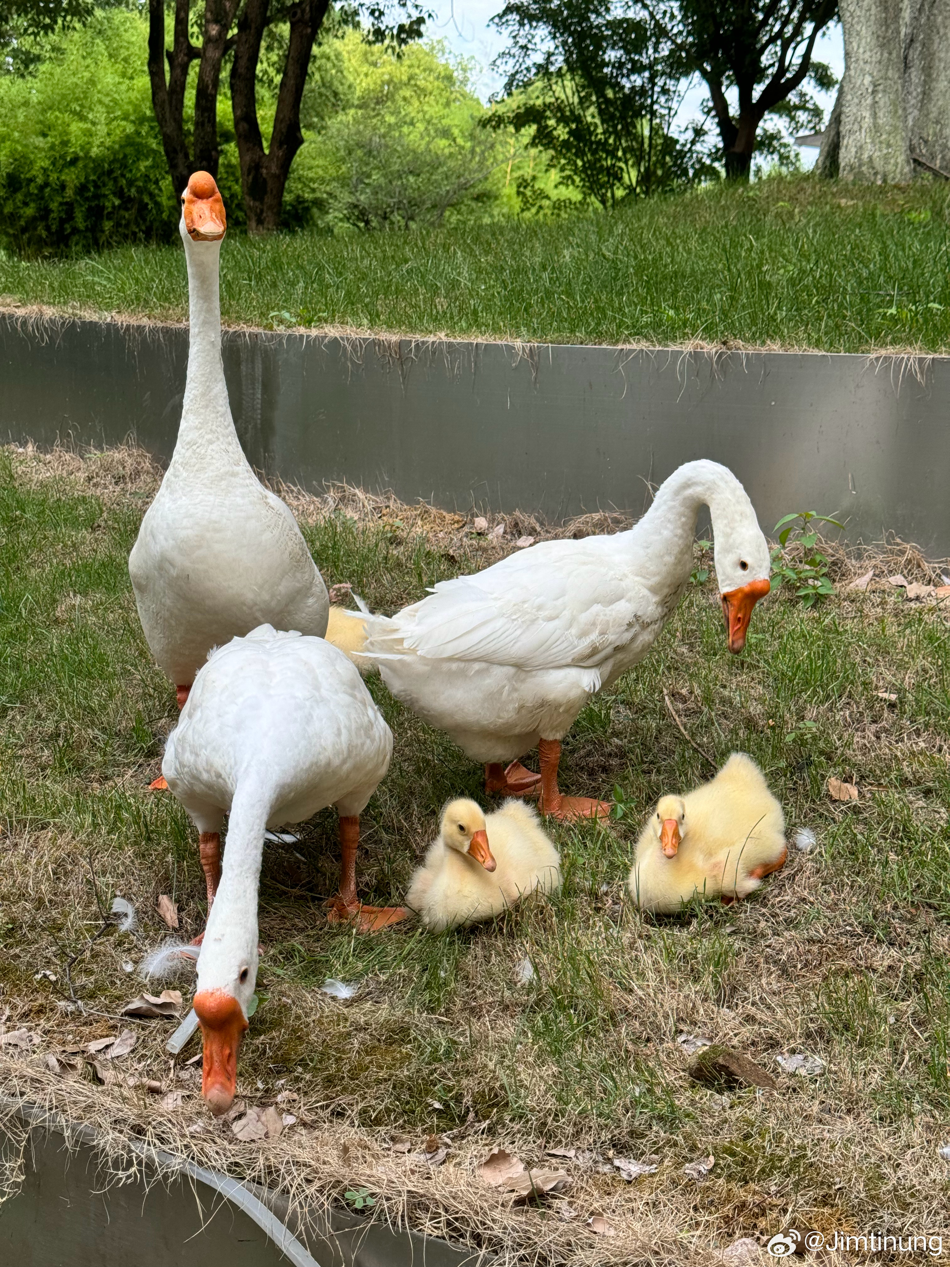 Title: The Best Goose Down Comforter in Suzhou