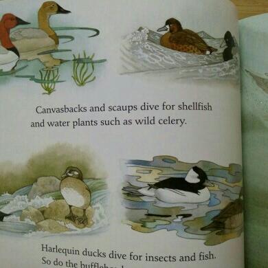 Title: Can Ducks Be Covered with a Duvet Full of Bugs?