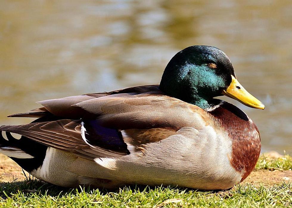 Title: The Dryness of Sleeping with a Duck Feather Comforter