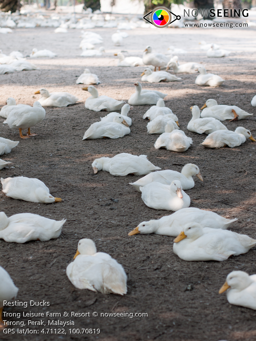 Title: The Duck Feather Quilt