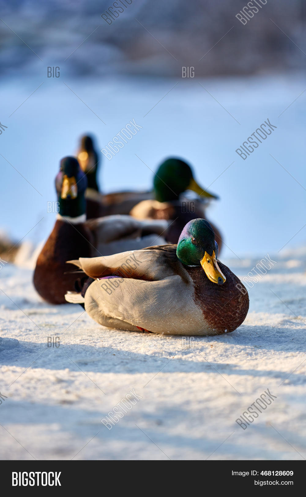 Title: How to Clean a Duck Feather Comforter in Winter