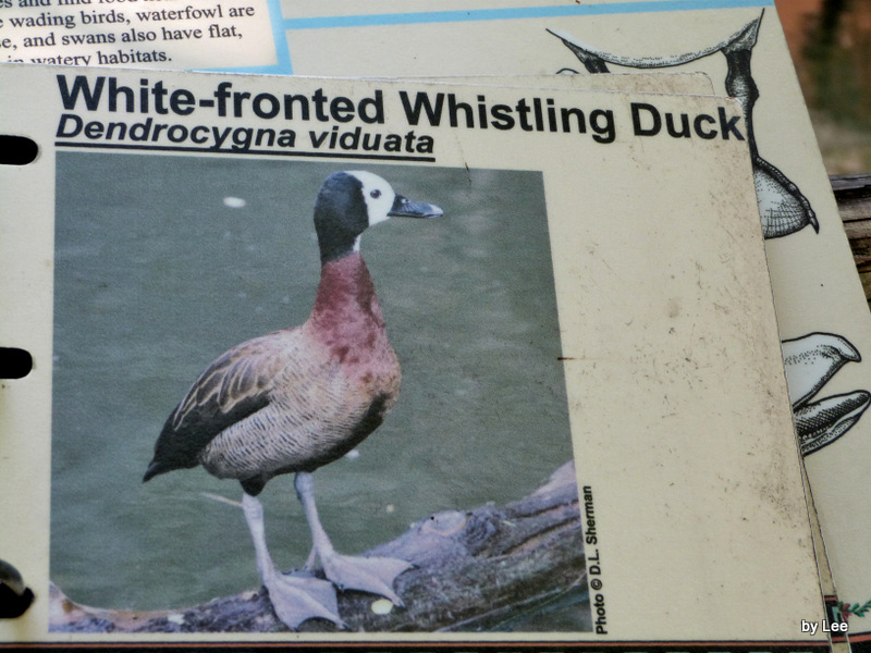 Title: The Unique Identifier of a White Duck Feather Duvet