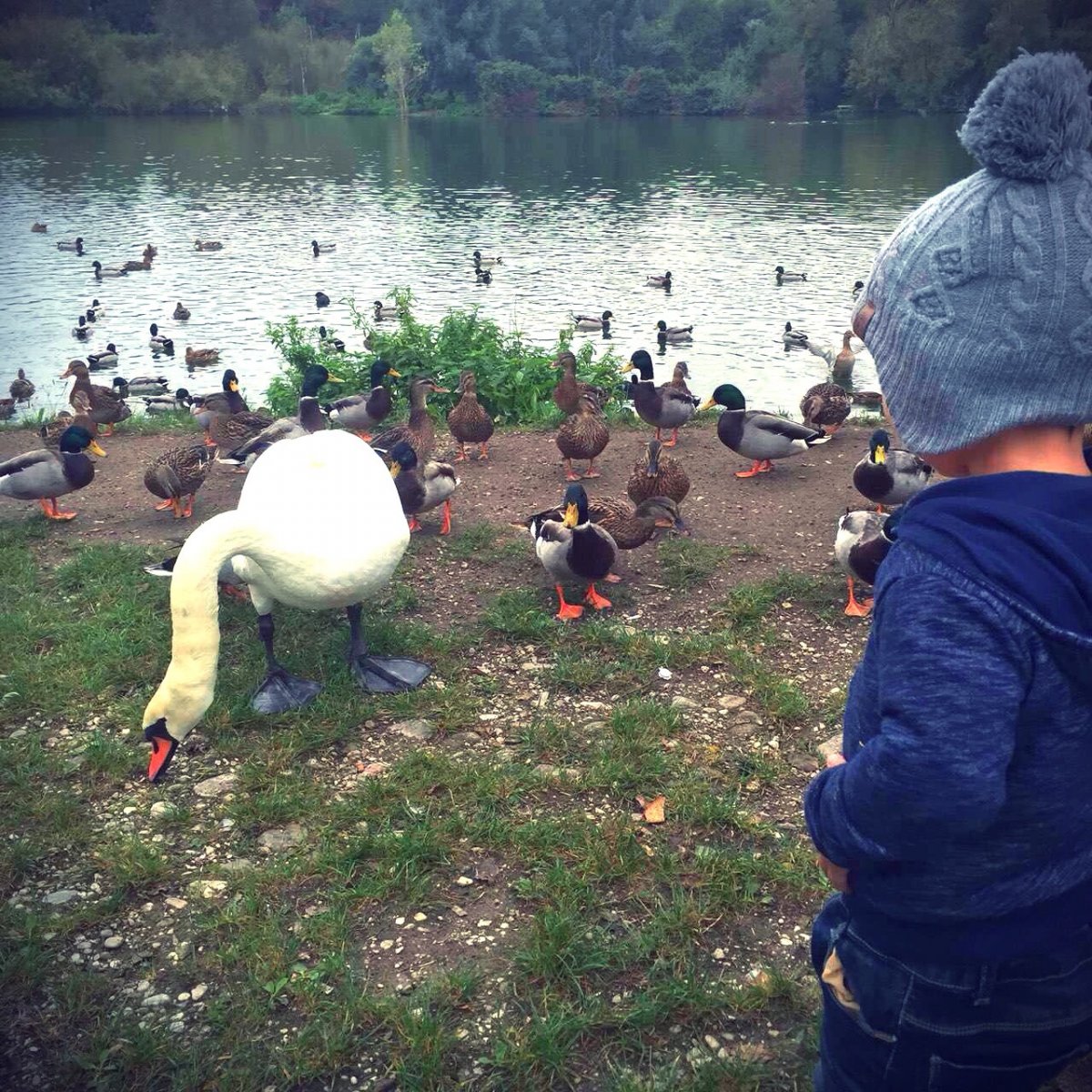 Title: Authentic Duck Feather Comforters: A Complete Photo Gallery