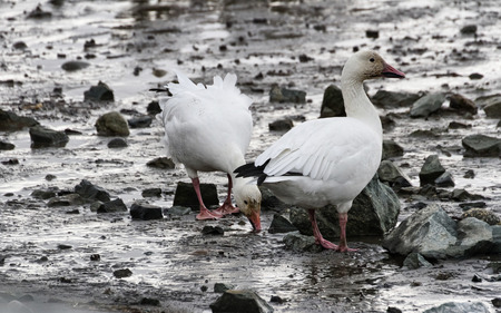 The Weight of Gray Duck Feather and White Goose Feather Comforters