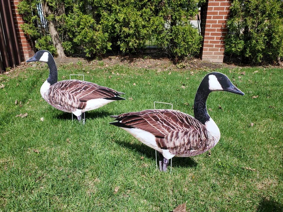 Title: The Difference between Goose Down Comforters and Duck Down Comforters