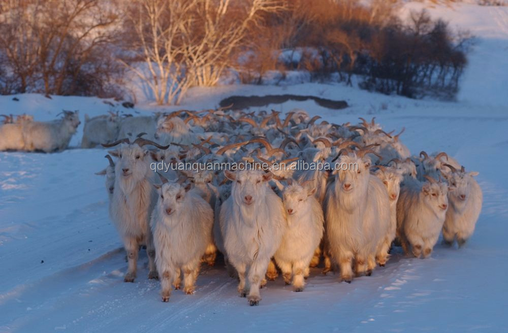 Title: The Warmth of Duck Feather vs. Sheep Wool