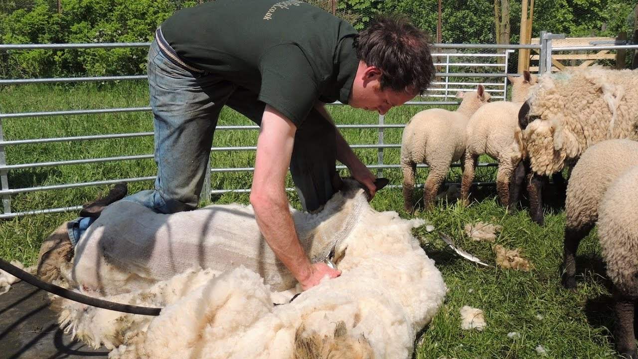 Title: The Warmth of Duck Feather vs. Sheep Wool