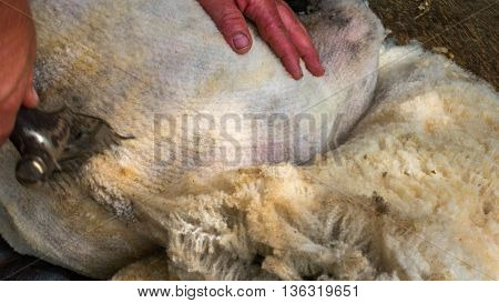 Title: The Comparison of Duck Feather and Sheep Wool in Making Blankets