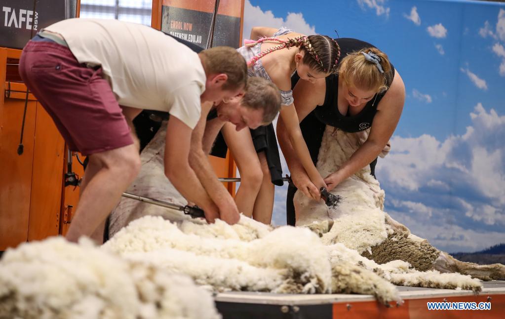 Title: The Comparison of Duck Feather and Sheep Wool in Making Blankets