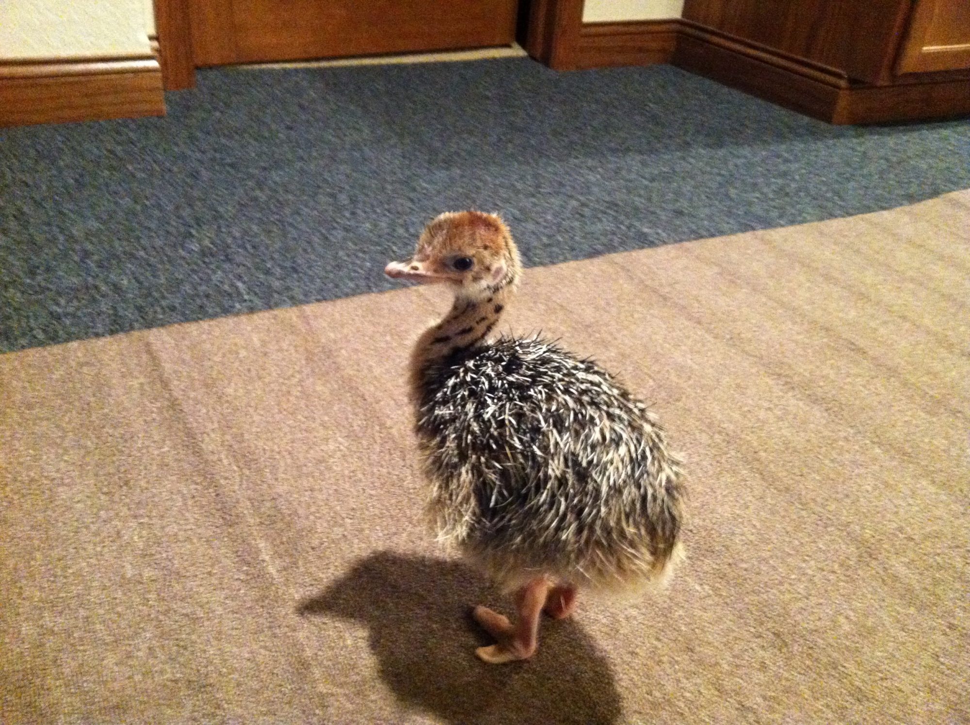 Title: How to Clean a Duck Feather Comforter at Home