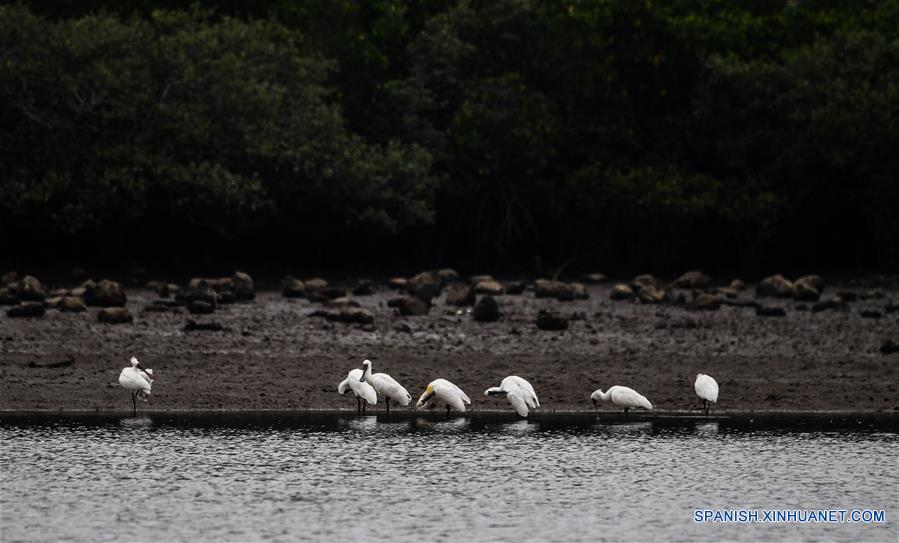 Title: The Feasibility of Selling Duck Feather Blankets in Hainan