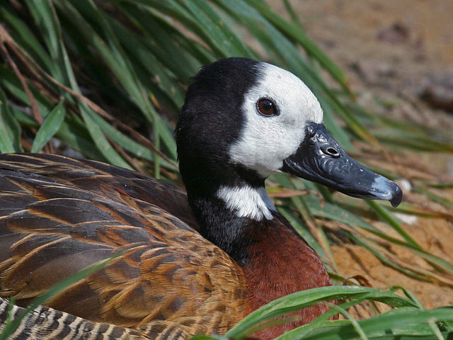 Title: The Ideal Weight of a Duck Feather Duvet in Winter