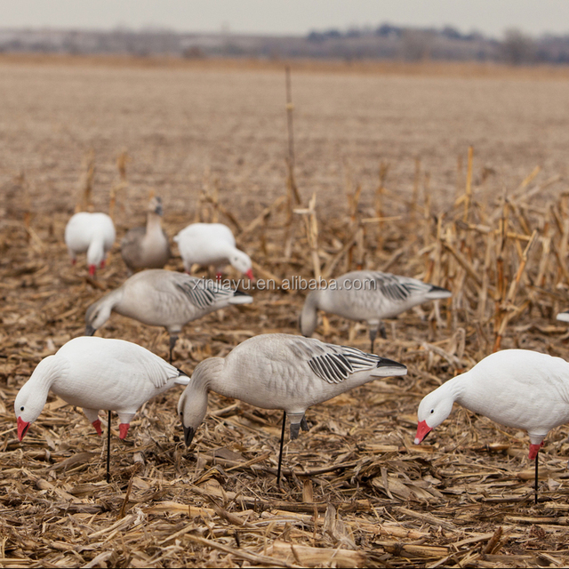 Title: Northern China: The Debate on Duck or Goose Down for Blankets