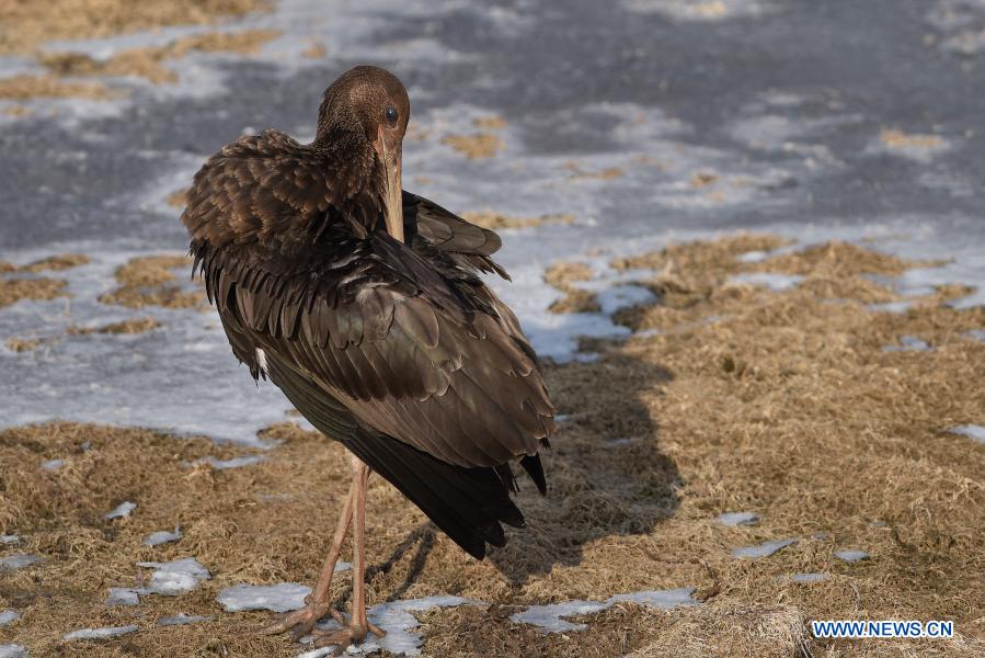 Title: Where to Make Duck Feather Comforters in Weihai