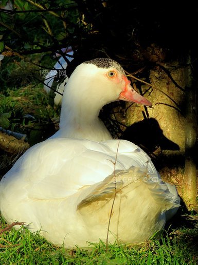 Title: The Auspicious 80% White Duck Feather Duvet from YALU