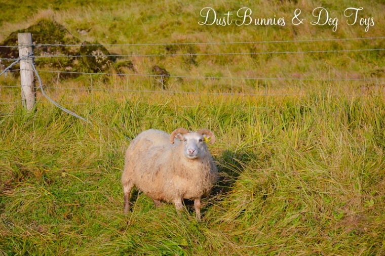 Title: The Sheepyduckdown Comforter of Iceland