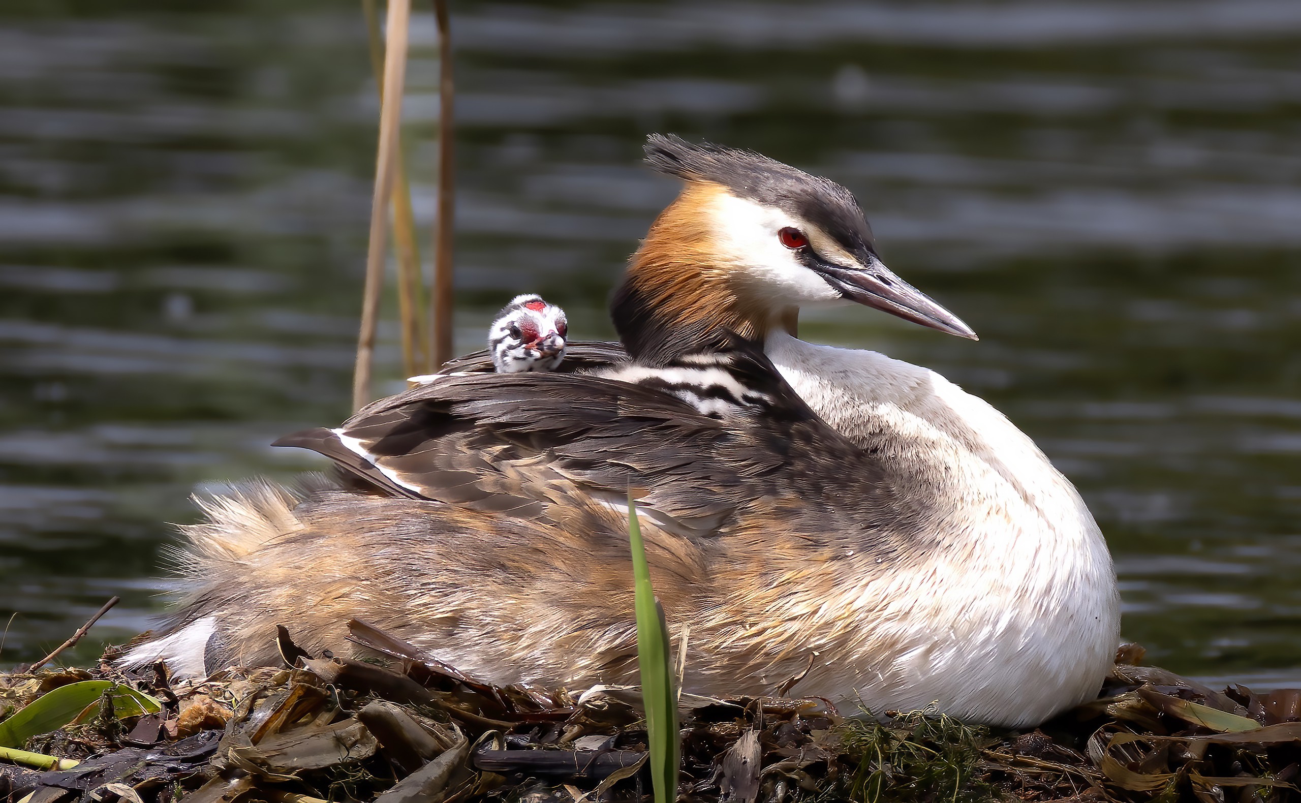 Title: Spreading a New Blanket of Ducks and Geese Feathers