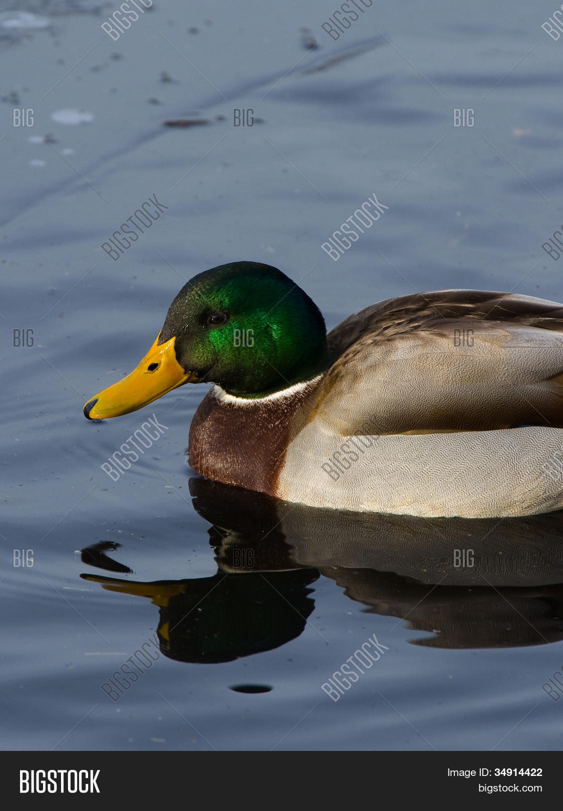 Title: The Place to Get a Duck Feather Comforter in Peixian