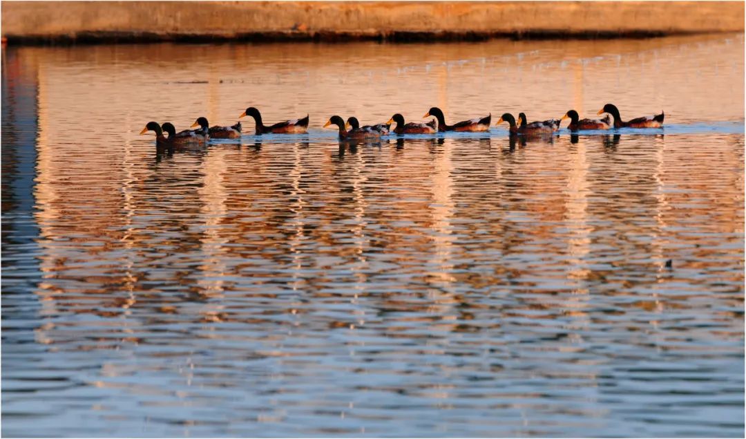 Title: The duck feather quilt industry in Xixia County