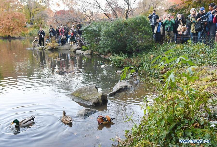 Title: The Weight of Duck Down in Spring and Autumn