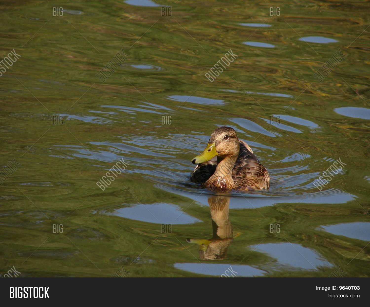 Title: The Weight of Duck Down in Spring and Autumn