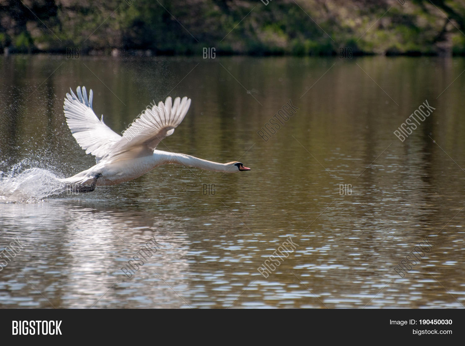 Title: The Magnificent Beauty of a Swan