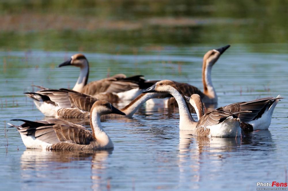 Title: Graceful Swan-Proud Goose Down Comforter: A Review