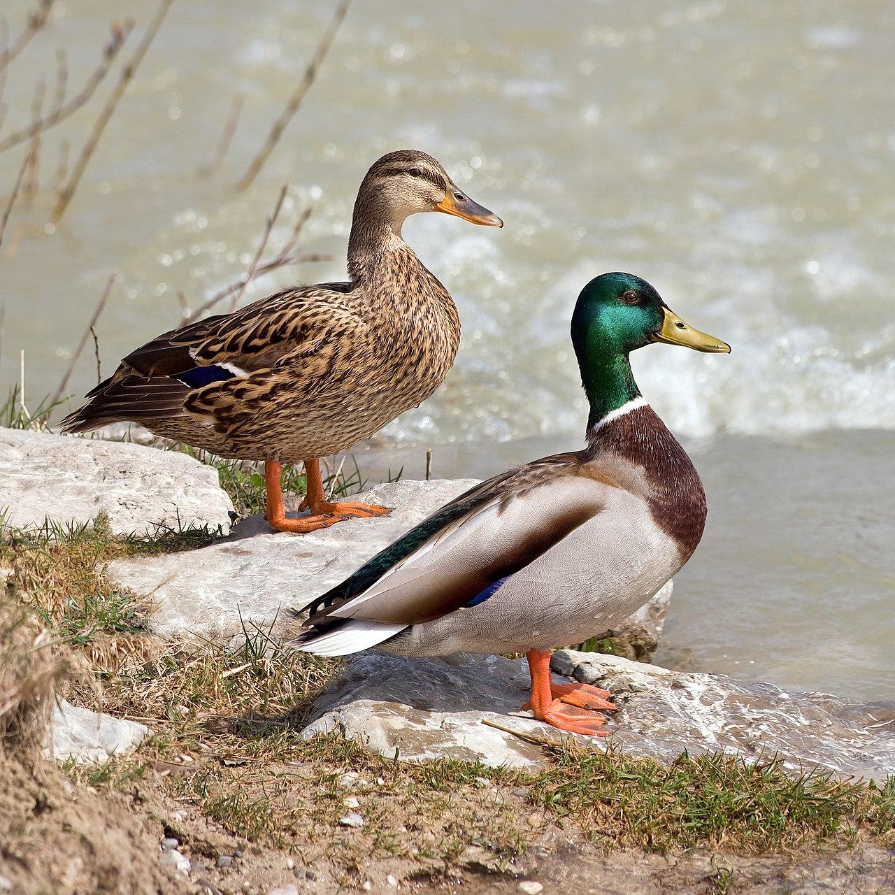 Title: Anhui Hongrun Duck Feather Comforter Manufacturer