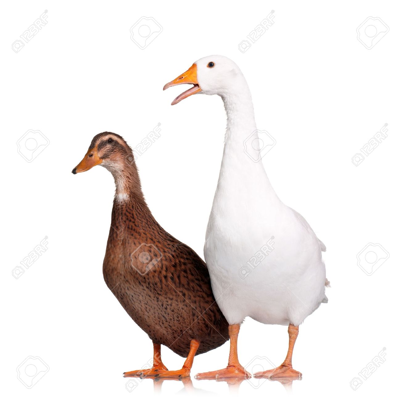 Title: The Difference between White Goose and White Duck Down Comforters