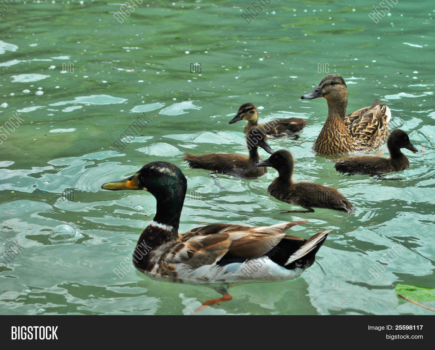 Title: Can You Clean a Duck Feather Comforter at Home?