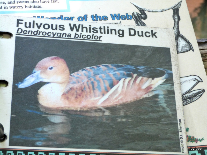 Title: How to Disinfect a Purchased Duck Feather Comforter