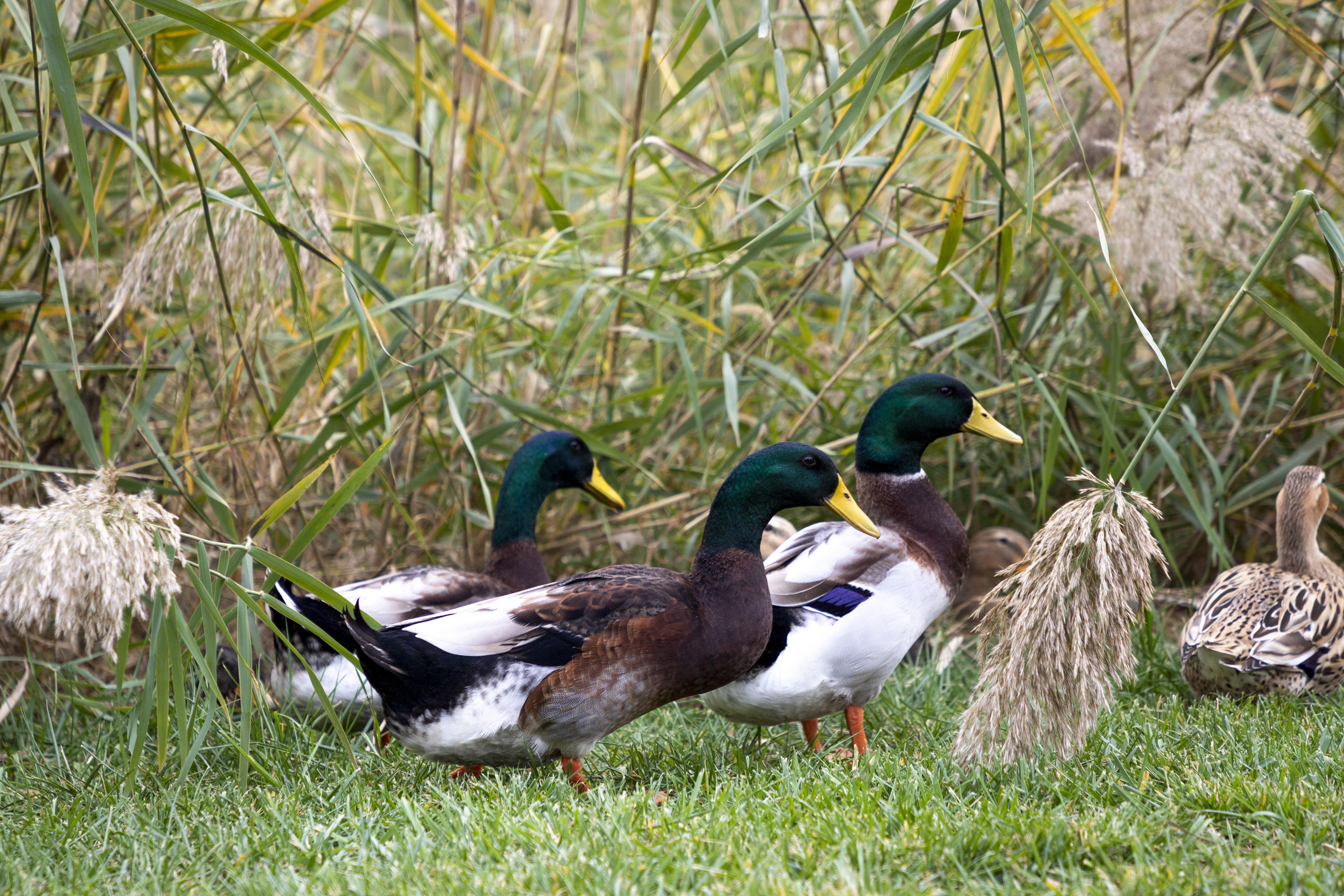 Title: The Best Place to Get a Duck Feather Comforter in Anyang