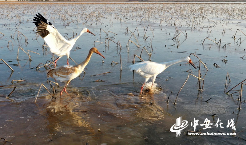 Title: The Best Huainan White Duck Feather Comforters