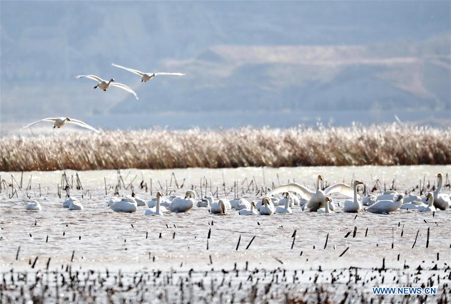 Title: The Best Huainan White Duck Feather Comforters