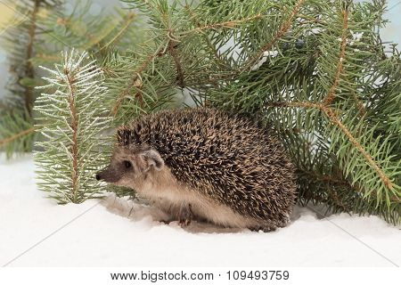 Title: The Soft Duck Feather Comforter and the Prickly Hedgehog