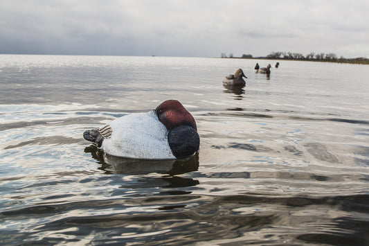 Title: The Making of an Icelandic Duck Feather Duvet