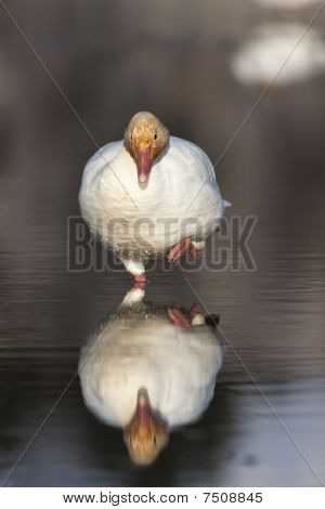 Title: The Debate of Goose Down Versus White Duck Down Comforters