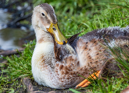 Title: How to Clean Natural Duck Feather Comforters