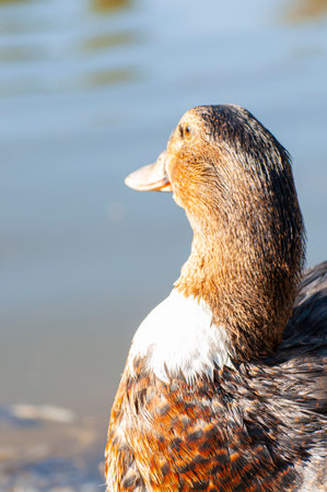 Title: Duck Feather Quilt Inner Lining Pictures