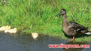 Title: The Duck Feather Blanket Manufacturers in Laiwu